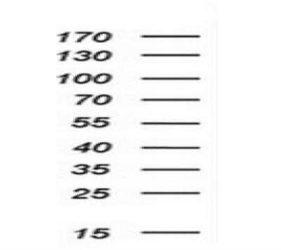 Western Blot: SCL/Tal1 Antibody (OTI5H1)Azide and BSA Free [NBP2-74022]