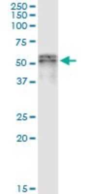 Immunoprecipitation: SCLY Antibody (3B2) [H00051540-M09]