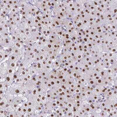 Immunohistochemistry-Paraffin: SCLY Antibody [NBP2-48693]