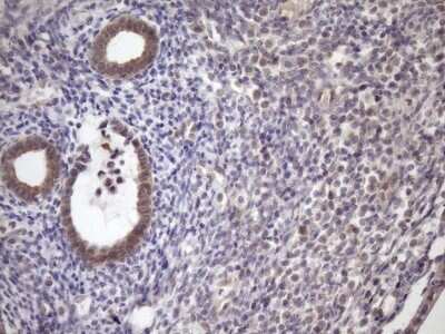 Immunohistochemistry: SCMH1 Antibody (OTI5E6) [NBP2-45724]