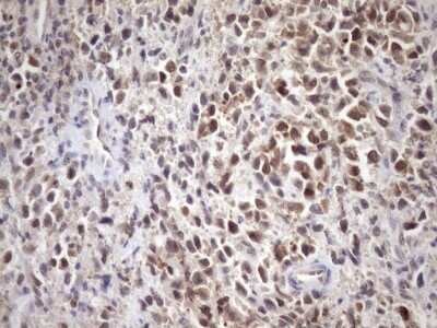 Immunohistochemistry: SCMH1 Antibody (OTI5E6) [NBP2-45724]