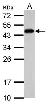 Western Blot: SCML4 Antibody [NBP2-15109]