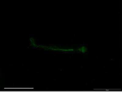 Immunocytochemistry/ Immunofluorescence: SCN7A Antibody [NB100-81029]