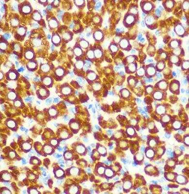 Immunohistochemistry-Paraffin: SCO2 Antibody - Azide and BSA Free [NBP2-94525]