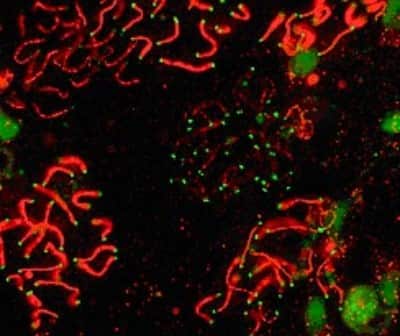Immunocytochemistry/ Immunofluorescence: SCP1 Antibody [NB300-228]