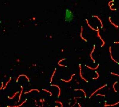 Immunocytochemistry/ Immunofluorescence: SCP1 Antibody - BSA Free [NB300-229]
