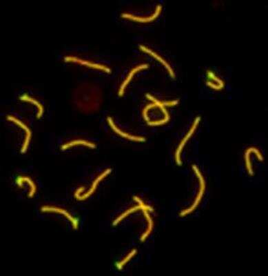 Immunocytochemistry/ Immunofluorescence: SCP1 Antibody - BSA Free [NB300-229]