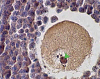 Immunohistochemistry-Paraffin: SCP1 Antibody - BSA Free [NB300-229]