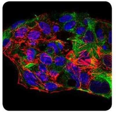 Immunocytochemistry/ Immunofluorescence: SCP3/SYCP3 Antibody (6F9C5) - Azide and BSA Free [NBP2-80942]