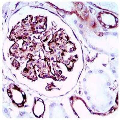 Immunohistochemistry-Paraffin: SCP3/SYCP3 Antibody (6F9C5) - Azide and BSA Free [NBP2-80942]