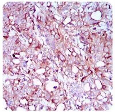 Immunohistochemistry-Paraffin: SCP3/SYCP3 Antibody (6F9C5) - Azide and BSA Free [NBP2-80942]