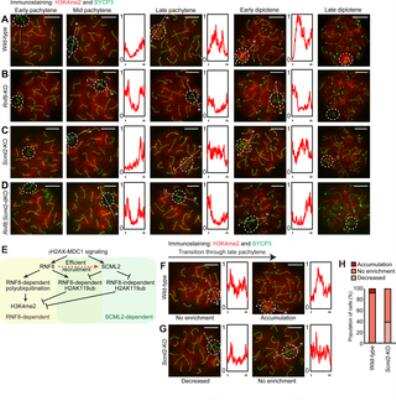 Immunocytochemistry/ Immunofluorescence: SCP3/SYCP3 Antibody [NB300-231]