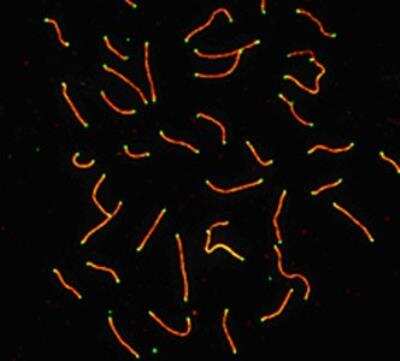 Immunocytochemistry/ Immunofluorescence: SCP3/SYCP3 Antibody - BSA Free [NB300-232]