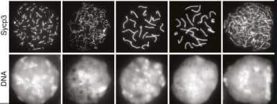 Immunocytochemistry/ Immunofluorescence: SCP3/SYCP3 Antibody - BSA Free [NB300-232]