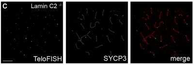 Immunocytochemistry/ Immunofluorescence: SCP3/SYCP3 Antibody - BSA Free [NB300-232]