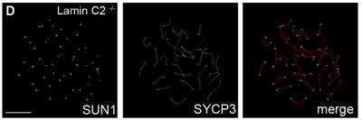 Immunocytochemistry/ Immunofluorescence: SCP3/SYCP3 Antibody - BSA Free [NB300-232]