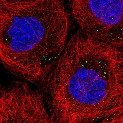 Immunocytochemistry/ Immunofluorescence: SCRN3 Antibody [NBP1-93936]