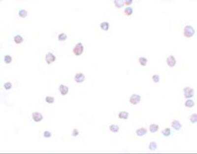Immunocytochemistry/ Immunofluorescence: SCRN3 Antibody - BSA Free [NBP2-82003]