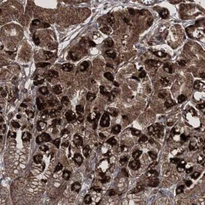 Immunohistochemistry: SCRN3 Antibody [NBP2-38215]