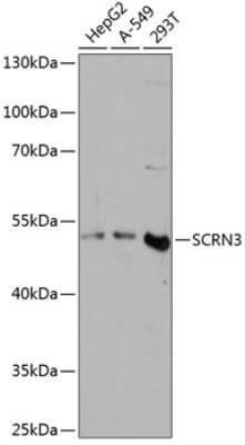 Western Blot: SCRN3 AntibodyAzide and BSA Free [NBP2-93639]