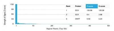 Protein Array: SCX Antibody (PCRP-SCXA-2D11) - Azide and BSA Free [NBP3-08516]