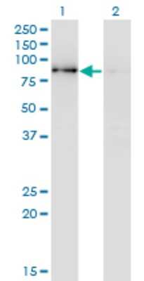 Western Blot: SCY1 like 3 Antibody (3D3) [H00057147-M01]