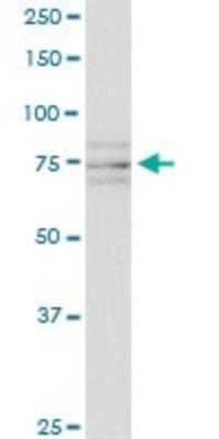 Western Blot: SCYL1 Antibody (2E5) [H00057410-M02]