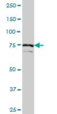 Western Blot: SCYL1 Antibody (2E5) [H00057410-M02]