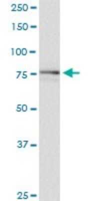 Western Blot: SCYL1 Antibody (2E5) [H00057410-M02]