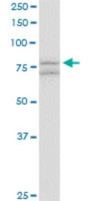 Western Blot: SCYL1 Antibody (2E5) [H00057410-M02]