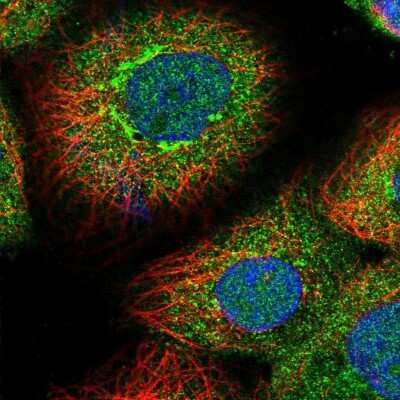 Immunocytochemistry/ Immunofluorescence: SCYL1BP1 Antibody [NBP1-92370]