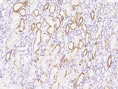 Immunohistochemistry-Paraffin: SCYL1BP1 Antibody [NBP2-97159]