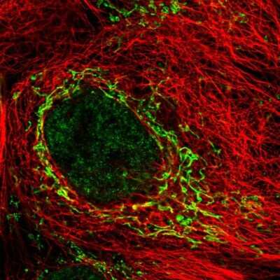 Immunocytochemistry/ Immunofluorescence: SDC3 Antibody [NBP2-56049]