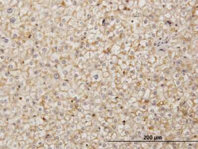 Immunohistochemistry-Paraffin: SDF2 Antibody (3G7-1D6) [H00006388-M01]