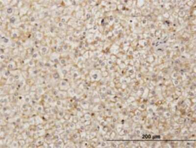 Immunohistochemistry-Paraffin: SDF2 Antibody (3G7-1D6) [H00006388-M01]