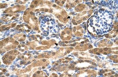 Immunohistochemistry: SDF2 Antibody [NBP1-58376]