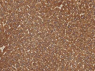 Immunohistochemistry-Paraffin: SDF2 Antibody [NBP2-98245]
