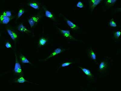 Immunocytochemistry/ Immunofluorescence: SDF4 Antibody [NBP2-98650]