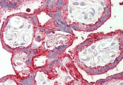 Immunohistochemistry-Paraffin: SDH Assembly Factor 1 Antibody [NBP2-29339]
