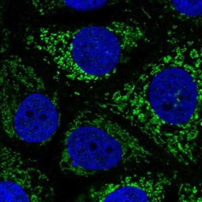 Immunocytochemistry/ Immunofluorescence: SDHA Antibody [NBP2-32594]
