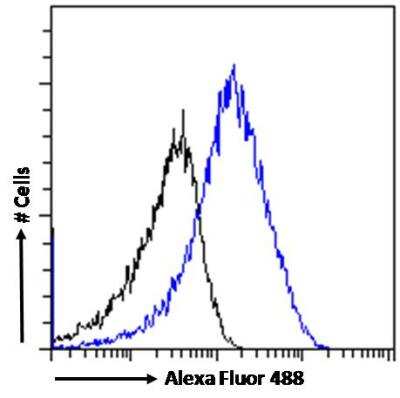 Flow Cytometry: SDHB Antibody [NB600-793]