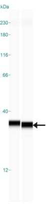 Simple Western: SDHB Antibody [NBP1-87069]