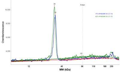 Simple Western: SDHB Antibody [NBP1-87069]