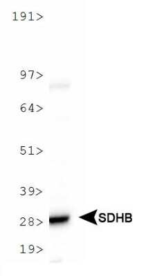Western Blot: SDHB AntibodyBSA Free [NBP1-54154]