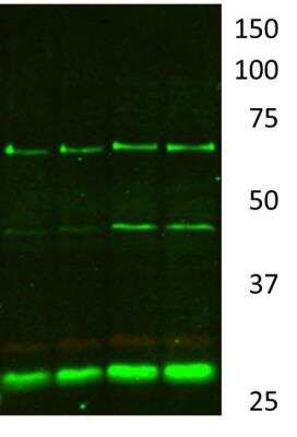 Western Blot: SDHB AntibodyBSA Free [NBP1-54154]