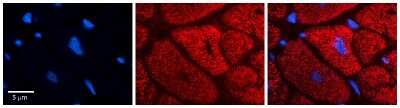 Immunohistochemistry-Paraffin: SDHC Antibody [NBP2-86796]