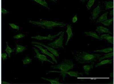 Immunocytochemistry/ Immunofluorescence: SDNSF/MCFD2 Antibody (X1) [H00090411-M12-100ug]