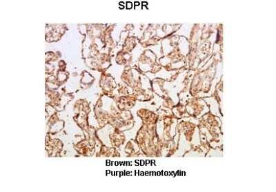 Immunohistochemistry: SDPR Antibody [NBP1-74112]