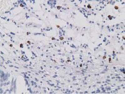 Immunohistochemistry-Paraffin: SDR9C7 Antibody (OTI4B5) [NBP2-03030]