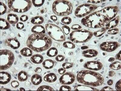 Immunohistochemistry: SDSL Antibody (OTI1A8) - Azide and BSA Free [NBP2-74045]